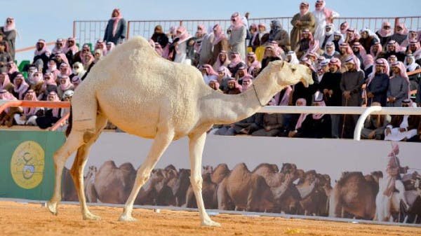 King Abdul Aziz Camel Festival Riyadh