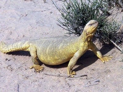 desert lizards
