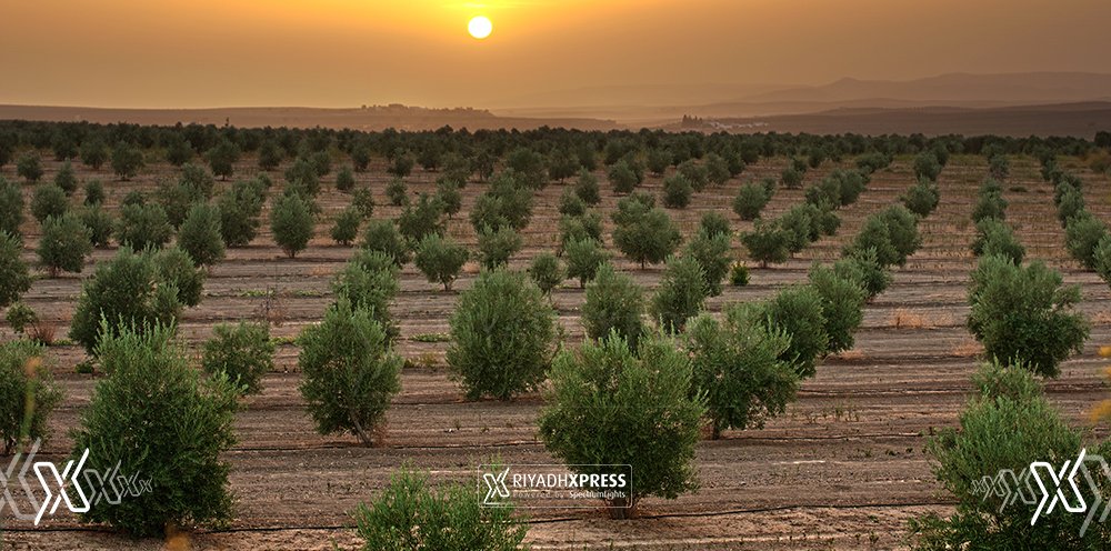 tree riyadh xpres