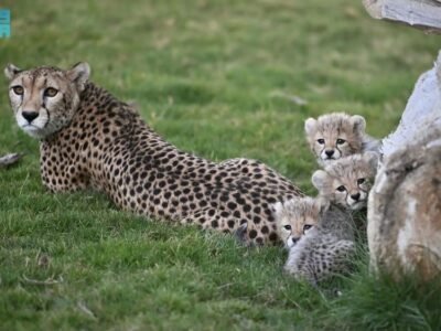 Saudi Arabia Celebrates Birth of Four Cheetah Cubs after 40 years