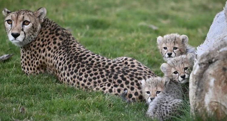 Saudi Arabia Celebrates Birth of Four Cheetah Cubs after 40 years
